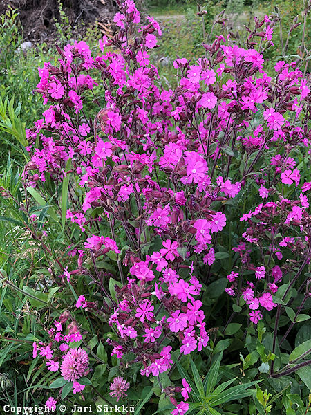 SIlene dioica, puna-ailakki